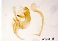 Bryotropha pallorella
