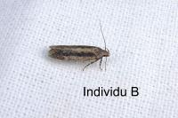 Bryotropha pallorella