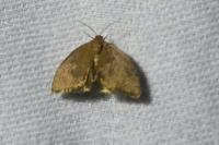 Heterogenea asella