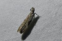 Hypatima rhomboidella