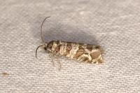 Lobesia quaggana