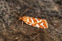 Aneuxanthis locupletana