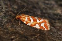 Aneuxanthis locupletana