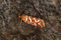 Aneuxanthis locupletana