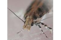 Aristotelia decoratella