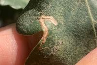 Stigmella
