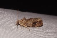 Eudemis porphyrana