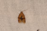 Clepsis consimilana