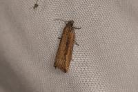 Bactra venosana