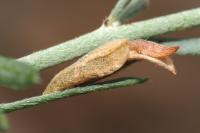 Coleophora medelichensis
