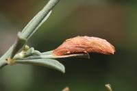 Coleophora medelichensis