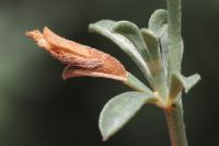 Coleophora medelichensis