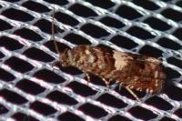 Epiblema