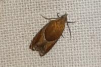 Ancylis obtusana