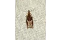 Ancylis unculana
