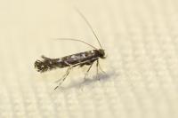 Parectopa ononidis