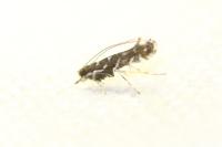 Parectopa ononidis