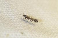 Parectopa ononidis