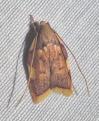 Carcina quercana