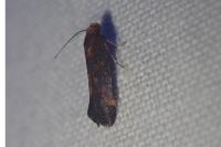 Apodia bifractella