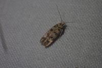 Bryotropha domestica