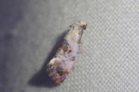 Neocochylis hybridella