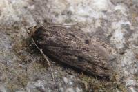 Hofmannophila pseudospretella