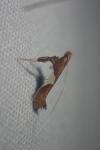 Caloptilia stigmatella