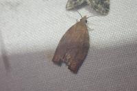 Pandemis heparana