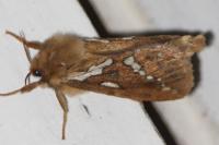 Korscheltellus lupulinus