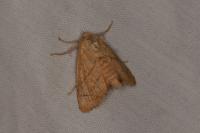 Apoda limacodes