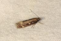 Gelechia sororculella