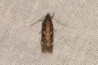Gelechia sororculella