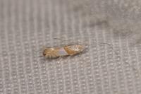 Phyllonorycter roboris