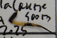 Bembecia uroceriformis