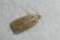 Agonopterix scopariella