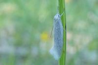 Elachista pollutella