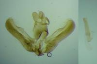 Elachista pollutella