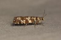Epinotia tedella