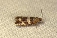 Epinotia fraternana
