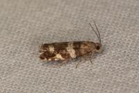 Epinotia fraternana