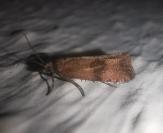 Celypha striana
