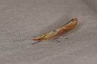 Ypsolopha falcella