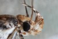 Aristotelia decoratella