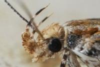 Aristotelia decoratella