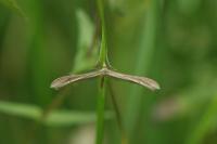 Emmelina monodactyla