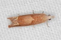Eucosma conterminana