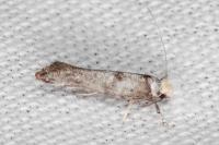 Paraswammerdamia nebulella