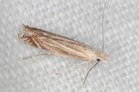 Isophrictis corsicella