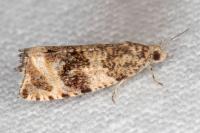 Celypha lacunana